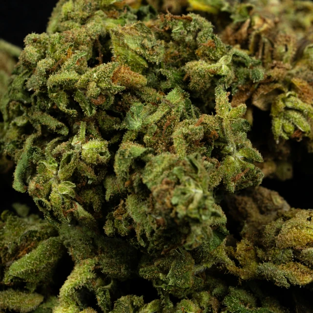 a pile of marijuana sitting on top of a table, award-winning crisp details”, lush and green, the green goblin, up-close
