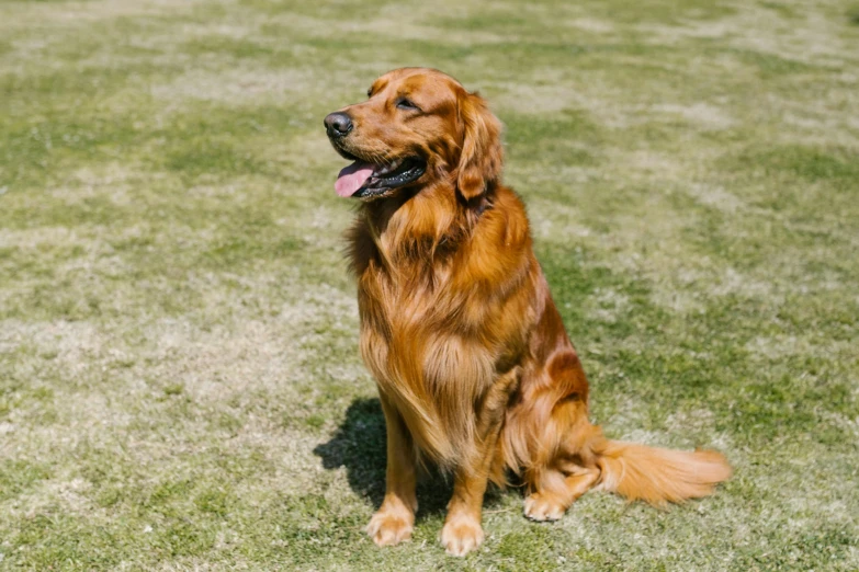 a brown dog sitting on top of a lush green field, long golden hair, tournament, sydney park, in the sun