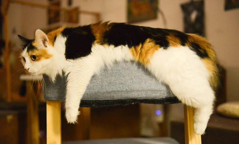 a calico cat laying on top of a chair, unsplash, animation, large tail, super high resolution, extremely graphic