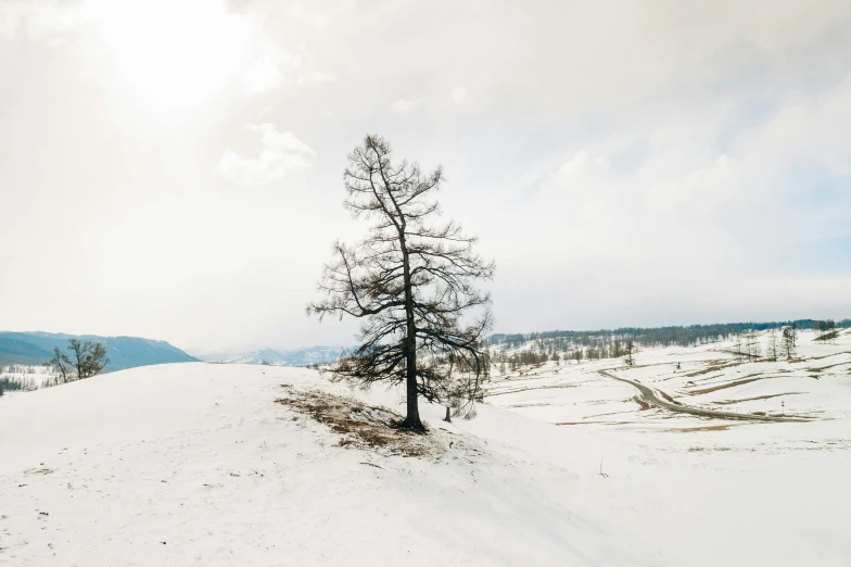 a lone tree sitting on top of a snow covered hill, unsplash contest winner, land art, near lake baikal, sparse pine trees, white sky, a cozy