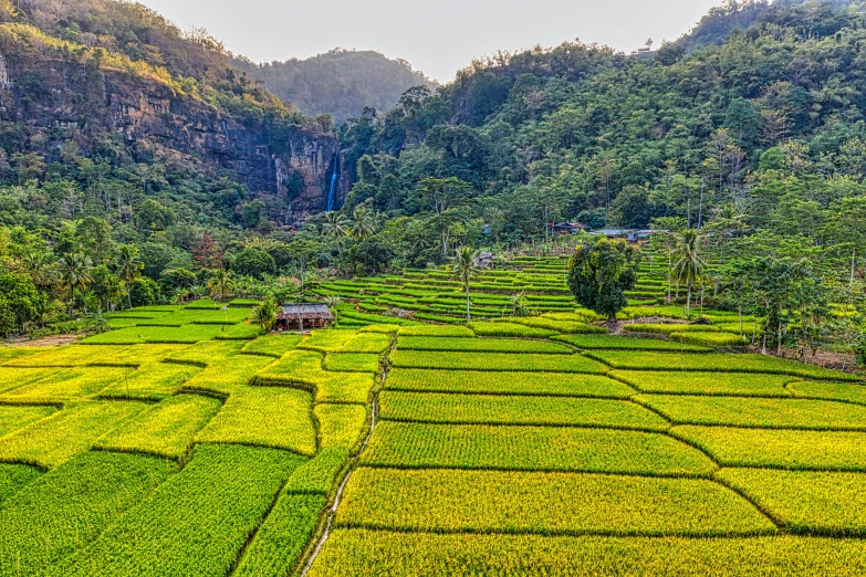 an aerial view of a rice field with mountains in the background, by Tom Wänerstrand, pexels contest winner, sumatraism, green and yellow, himeji rivendell garden of eden, mid morning lighting, panoramic