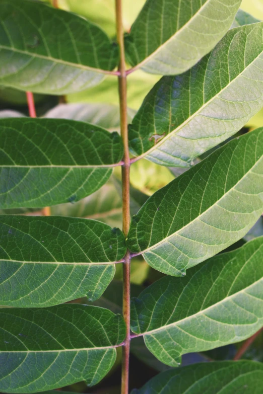 a close up of a plant with green leaves