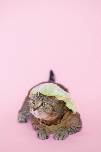 a cat with a leaf on its head, an album cover, by Julia Pishtar, unsplash, renaissance, shower cap, lettuce, pink, hyung-tae kim