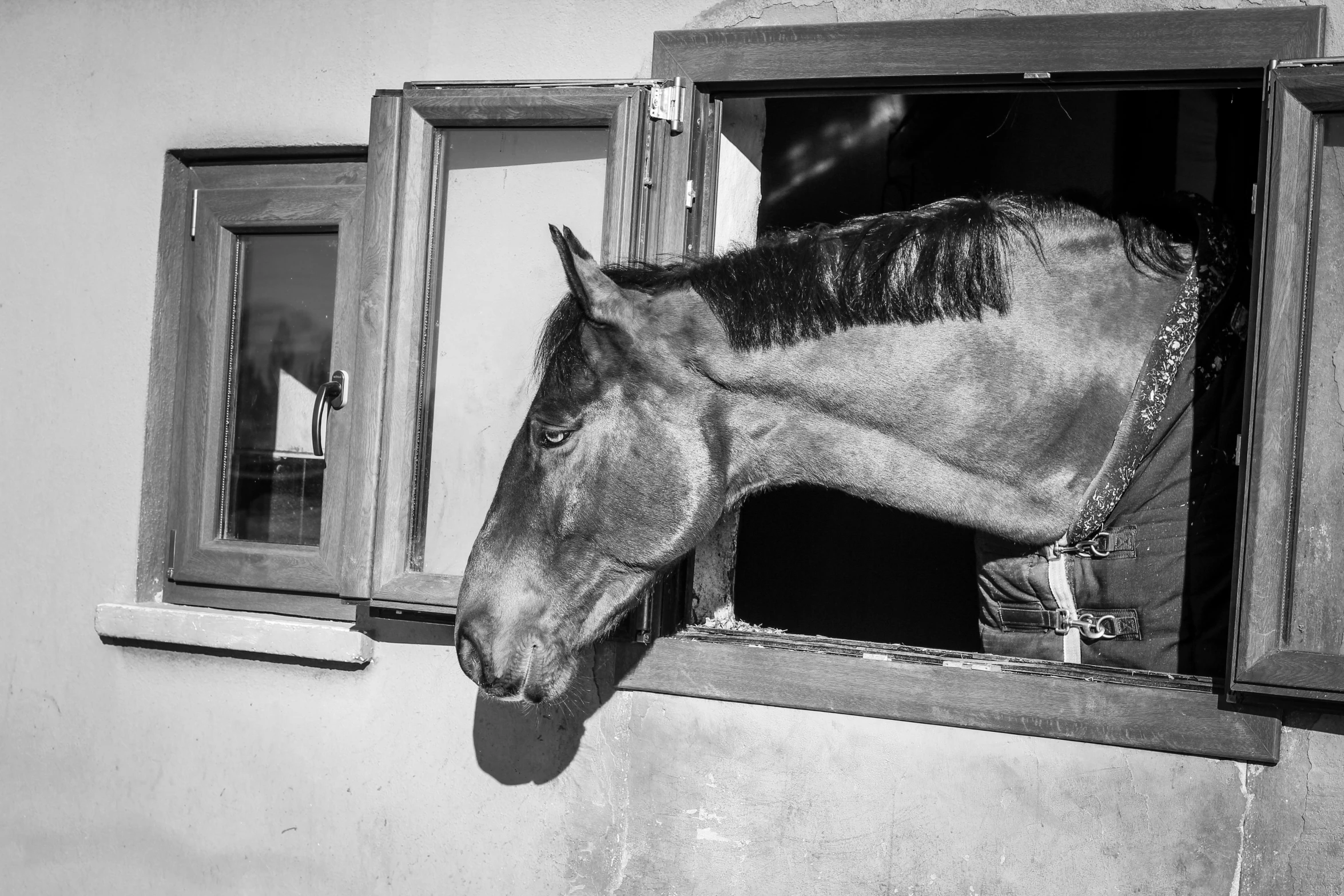 a horse sticking its head out of a window, by Gusztáv Kelety, 📷 mungojerrie and rumpleteazer, simone graci, waiting patiently, filling the frame