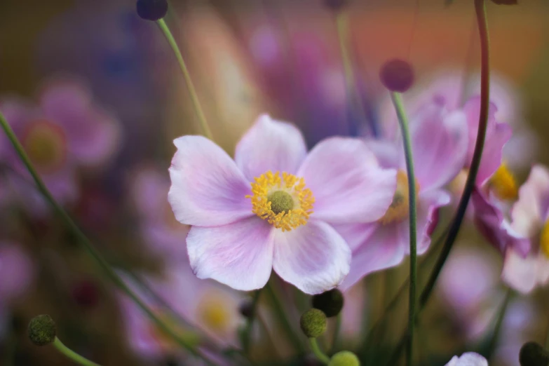 a close up of a bunch of flowers, a macro photograph, inspired by Frederick Goodall, unsplash, paul barson, anemone, pink yellow flowers, medium format
