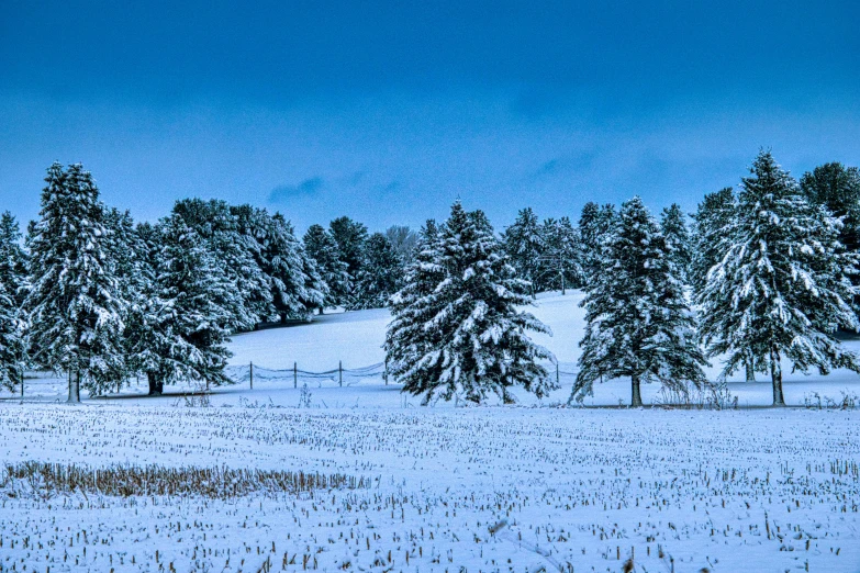 a field filled with lots of snow covered trees, by Robert Storm Petersen, pexels contest winner, renaissance, white and blue, panoramic, fan favorite, pine