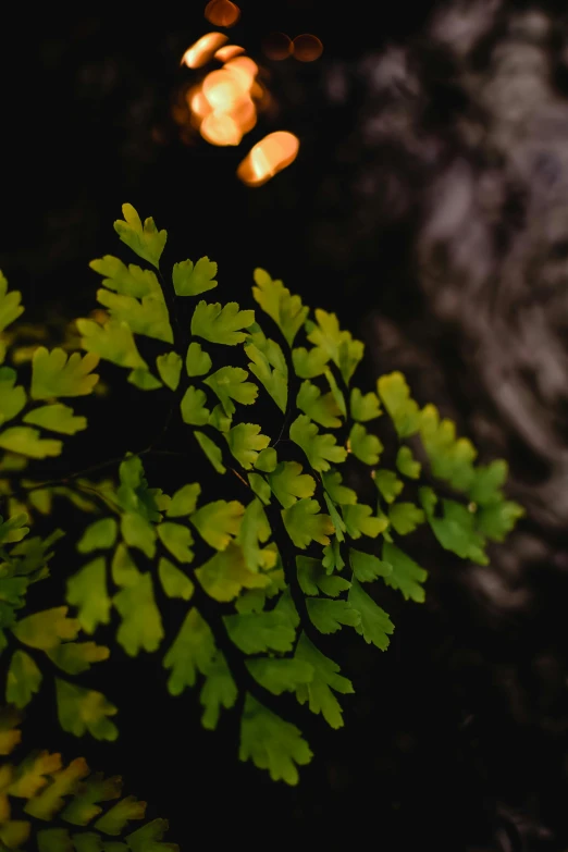 a close up of a plant with water in the background, cave lighting, oak leaves, taken with sony alpha 9, hanging lanterns