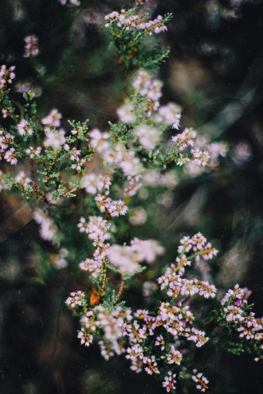 a close up of a plant with small white flowers, trending on unsplash, romanticism, pink mist, australian bush, analog photo, flowers and butterflies