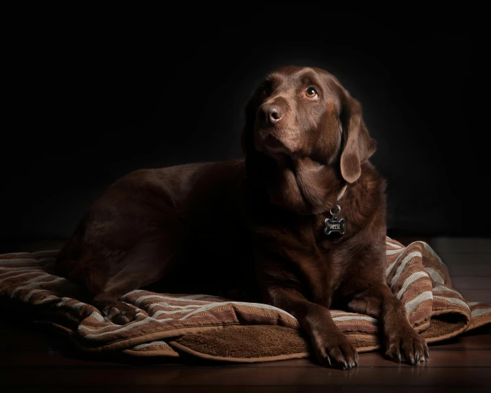 a brown dog laying on top of a blanket, a portrait, by Niels Lergaard, pexels contest winner, dark. studio lighting, labrador, australian, chocolate