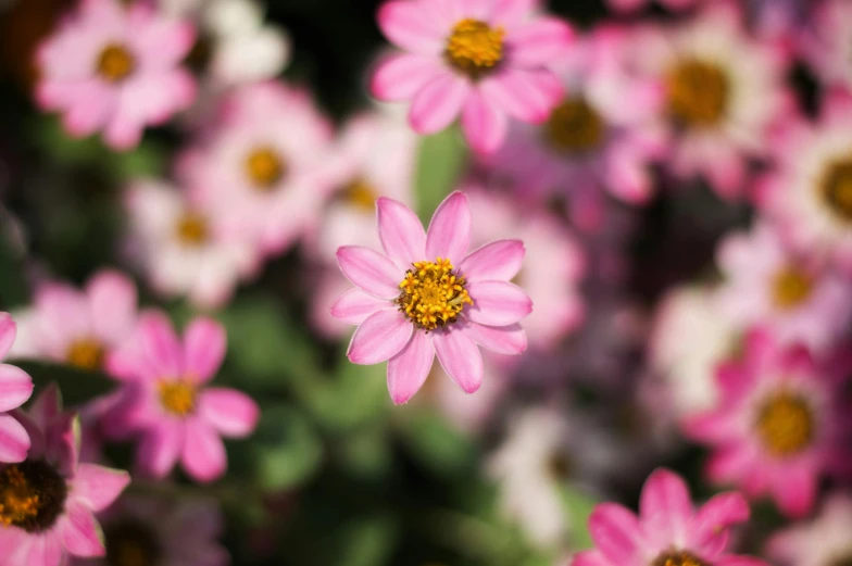 a close up of a bunch of pink flowers, by Sven Erixson, unsplash, miniature cosmos, chrysanthemum eos-1d, high quality image, flattened