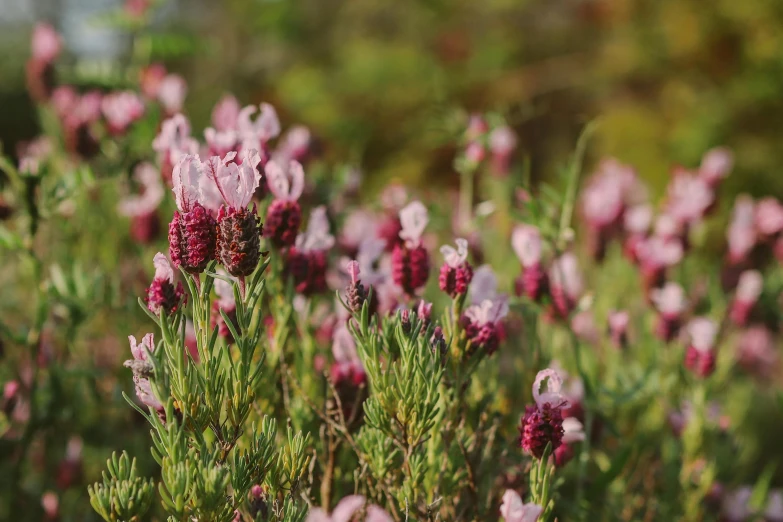 a bunch of purple flowers sitting on top of a lush green field, unsplash, renaissance, pink bees, grey, herbs, low quality photo