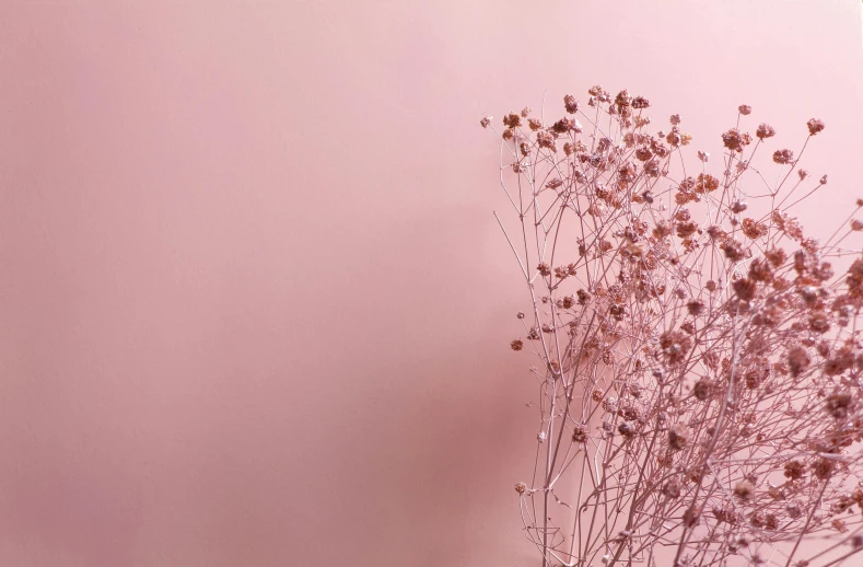 a vase filled with pink flowers on top of a table, by Andries Stock, trending on pexels, minimalism, dry grass, background image, rose gold, soft light - n 9