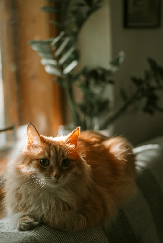 a cat sitting on top of a couch next to a window, pexels contest winner, fluffy orange skin, sunlights, gif, low iso
