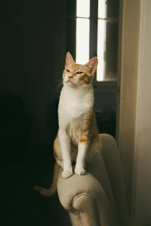 a cat sitting on the arm of a couch, unsplash, on a pedestal, confident stance, sitting on a stool, high quality picture