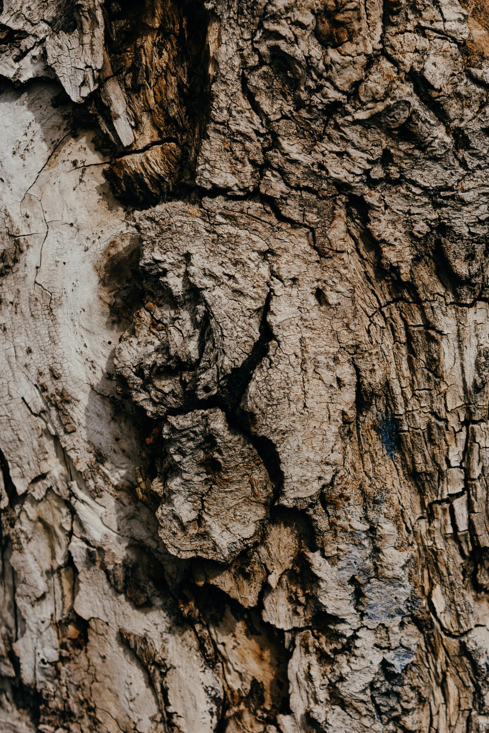 a close up of the bark of a tree, an album cover, trending on pexels, unsplash 4k, weathered olive skin, low light, historical