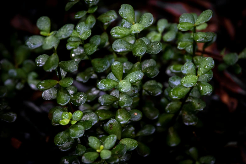 a close up of a plant with water droplets on it, by Sven Erixson, unsplash, fan favorite, with soft bushes, newts, high angle close up shot