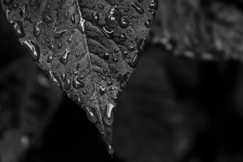 a black and white photo of a leaf with water droplets, by Daniel Gelon, unsplash, f / 1. 9 6. 8 1 mm iso 4 0, detailed 4 k photo, chiaoscuro, autum