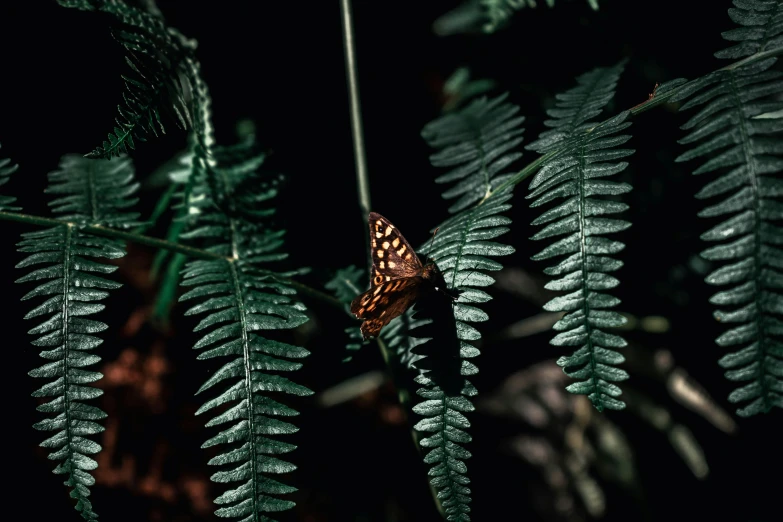 a close up of a leaf with a butterfly on it, inspired by Elsa Bleda, unsplash contest winner, australian tonalism, lush vegetation with ferns, standing in a dark forest, low angle 8k hd nature photo, analogue photo