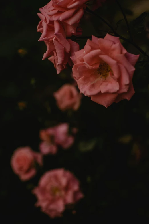 a close up of a bunch of pink flowers, an album cover, unsplash, romanticism, early night, dark hues, rose garden, lightweight