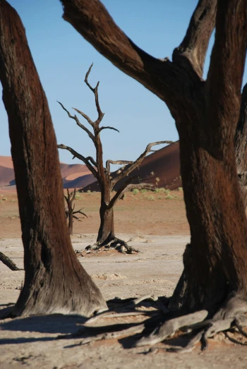 a group of trees that are standing in the dirt, by Peter Churcher, land art, desert valley of bones, tusks, holes, red trees