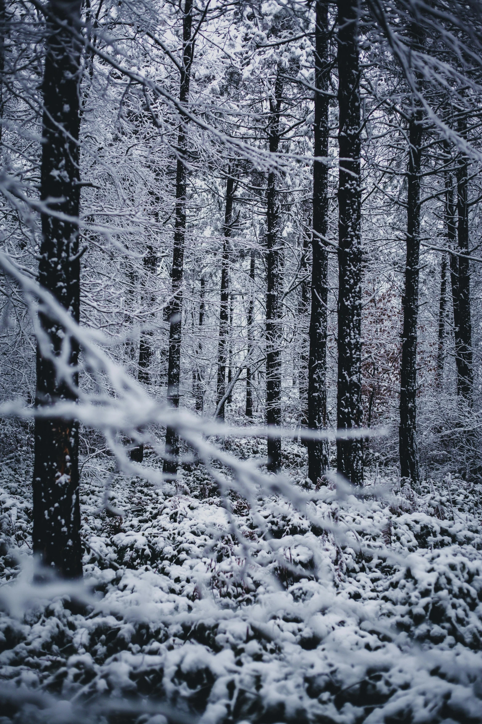 a forest filled with lots of snow covered trees, inspired by Elsa Bleda, renaissance, grey, fan favorite, dark, a 35mm photo