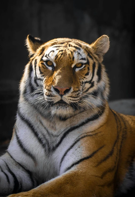 a close up of a tiger laying on a rock, facing the camera, looking regal and classic, instagram post, striped