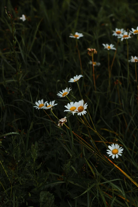 a bunch of white flowers sitting on top of a lush green field, inspired by Elsa Bleda, trending on unsplash, minimalism, night mood, chamomile, low quality photo, very dark background