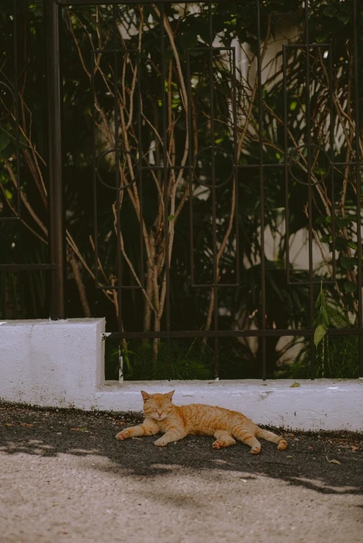 a cat that is laying down on the ground, by Elsa Bleda, renaissance, streetscapes, orange hue, gif, low iso