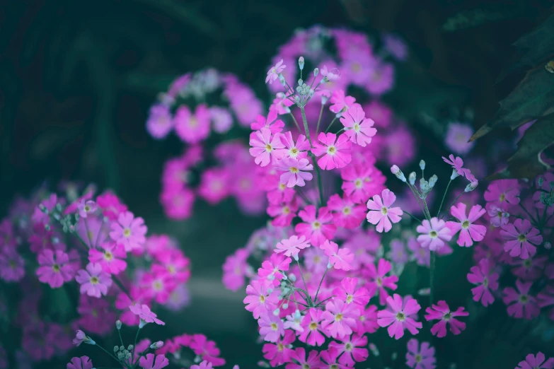 a close up of a bunch of pink flowers, unsplash, verbena, night mood, photograph of enchanted garden, instagram picture