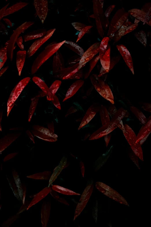 a fire hydrant sitting on top of a lush green field, an album cover, inspired by Elsa Bleda, unsplash, conceptual art, blood red leaves, against a deep black background, obscured underexposed view, fractal leaves