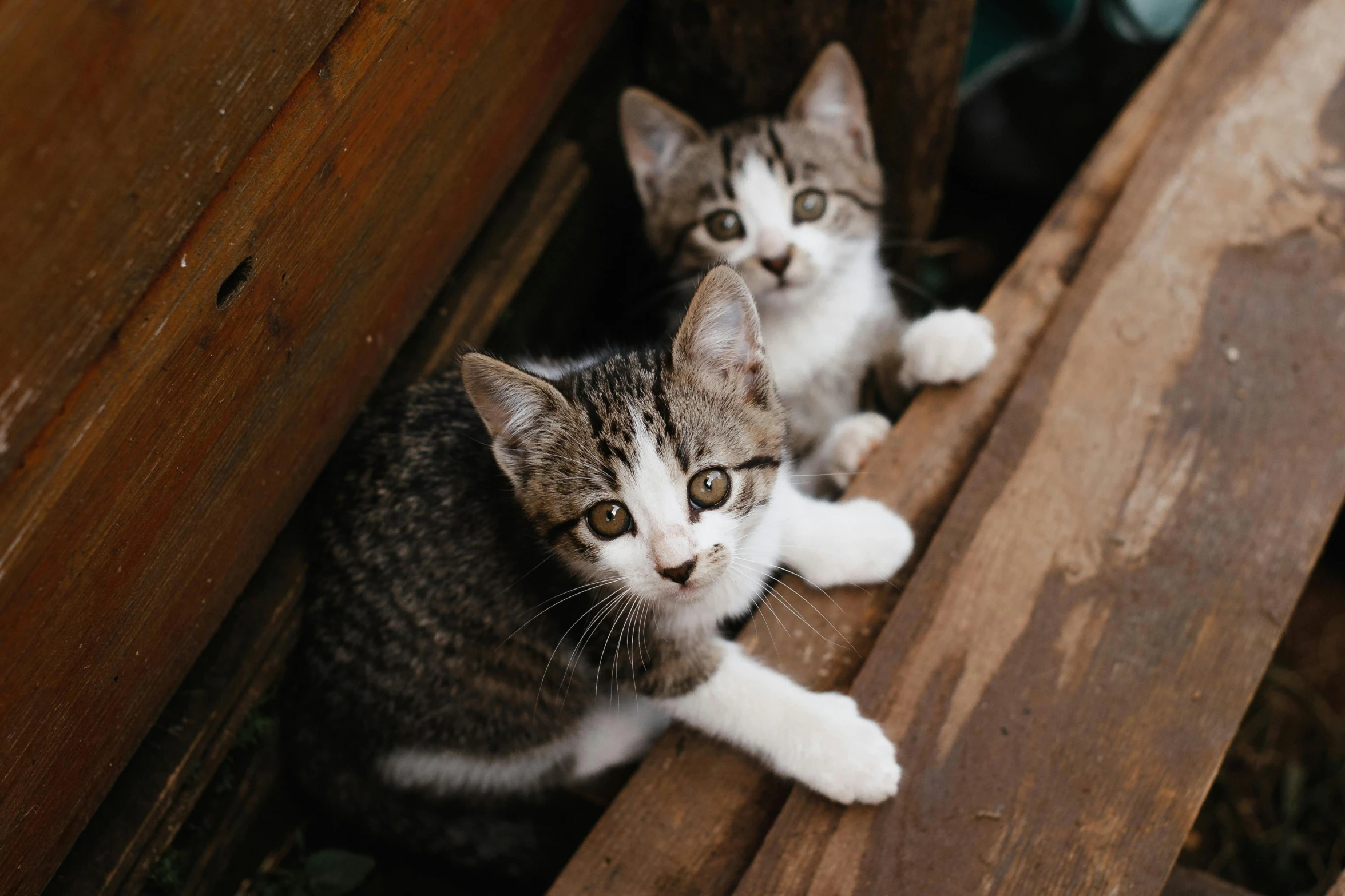 a couple of cats sitting on top of a wooden bench, looking up at the camera