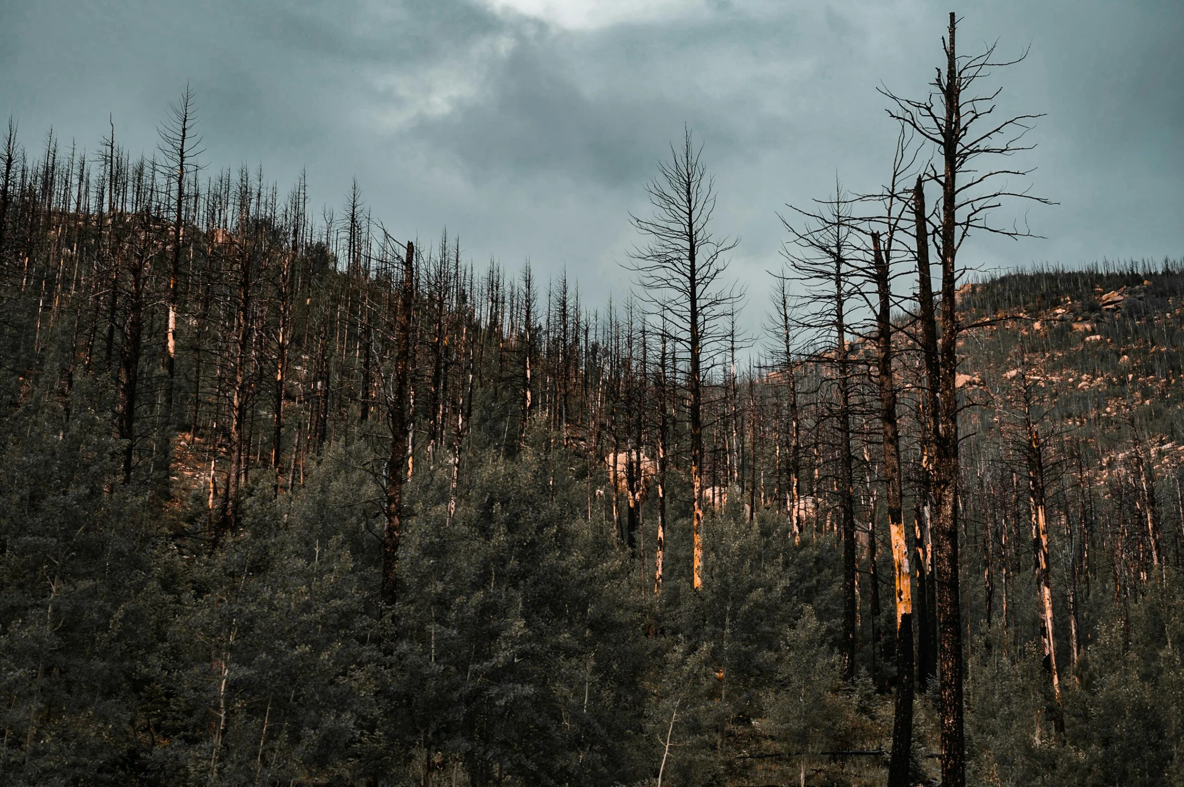 a forest filled with lots of trees under a cloudy sky, unsplash contest winner, auto-destructive art, smouldering charred timber, ((trees)), grey, wildfire