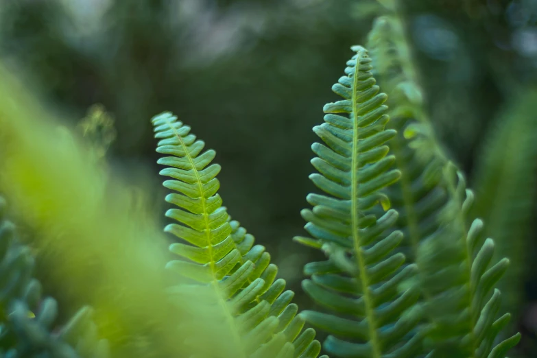 a close up of a plant with a blurry background, a macro photograph, unsplash, hurufiyya, fern, soft light - n 9, green, medium close-up