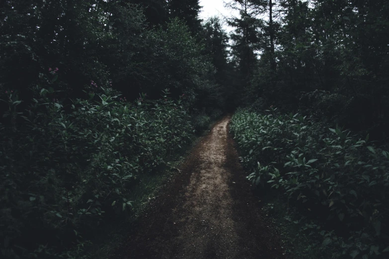 a dirt road in the middle of a forest, an album cover, unsplash, realism, dark green tones, narrow footpath, 2 5 6 x 2 5 6 pixels, carson ellis