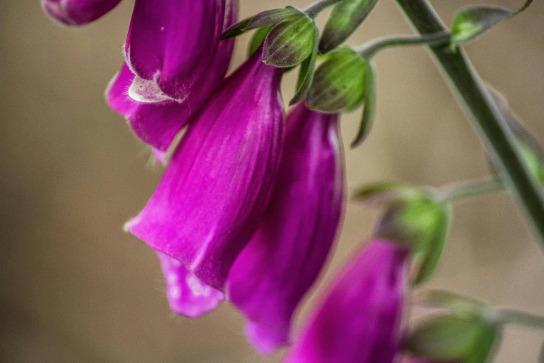 a close up of a purple flower on a stem, by Julian Allen, pexels contest winner, bells, pink arches, chrysalis, colour photograph