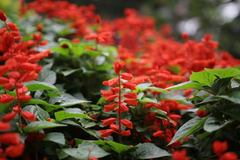 a field of red flowers with green leaves, by Gwen Barnard, pexels contest winner, hurufiyya, bhut jolokia, salvia droid, tropical foliage, terracotta