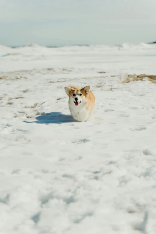 a dog running across a snow covered field, a portrait, unsplash, cute corgi, at a beach, gif, on dune