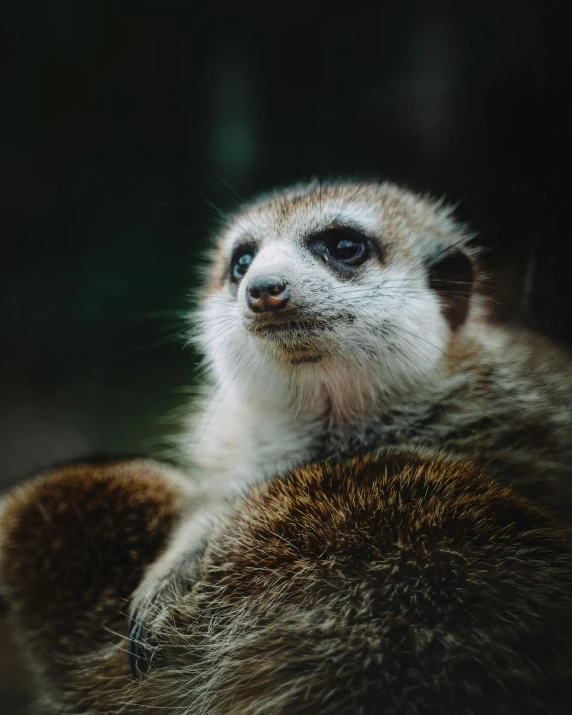 a close up of a small animal on a rock, facing the camera