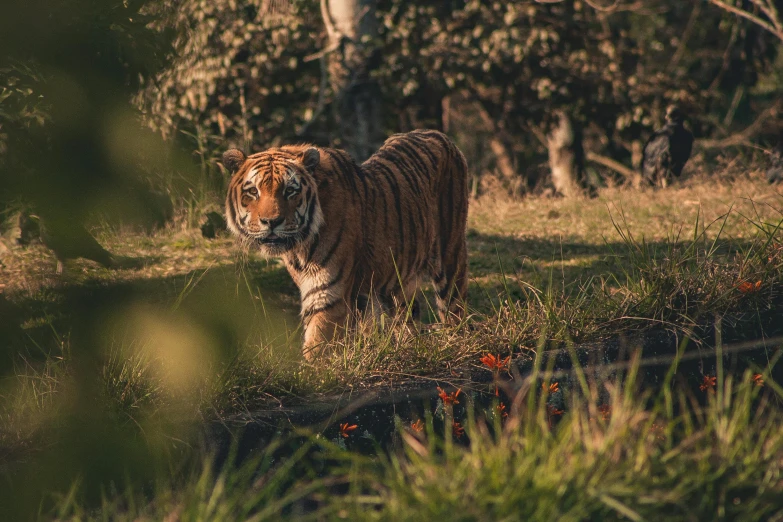 a tiger walking across a lush green field, a picture, by Emma Andijewska, unsplash contest winner, sydney park, posing for camera, warm glow, 🦩🪐🐞👩🏻🦳