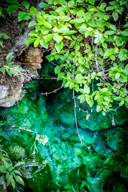 a stream running through a lush green forest, an album cover, inspired by Ethel Schwabacher, unsplash, happening, cave crystals, carribean turquoise water, high angle shot, details and vivid colors