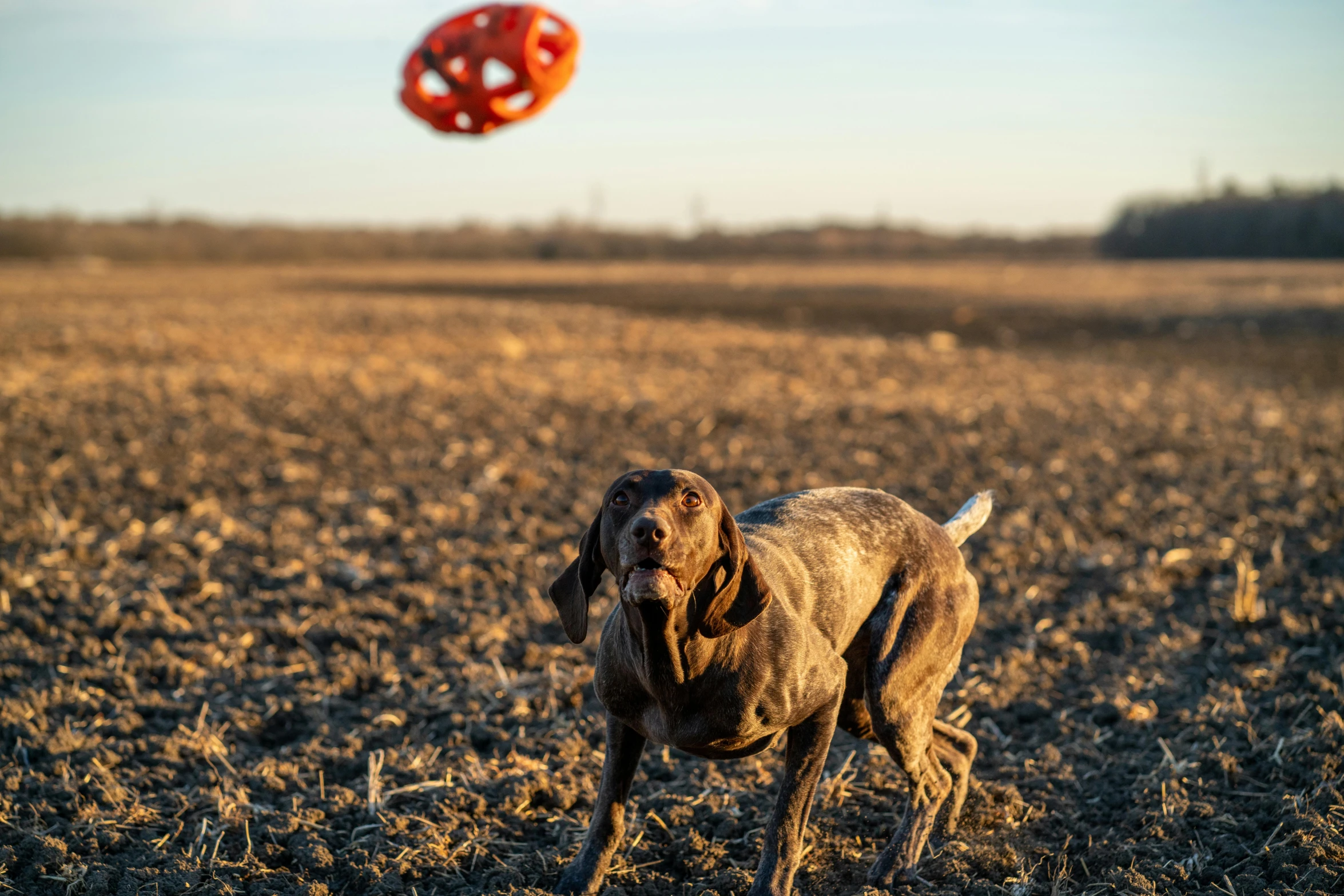 a dog running in a field with a frisbee in the air, by Jan Tengnagel, pexels contest winner, red shell. dirt track, balloon, shotgun, 15081959 21121991 01012000 4k