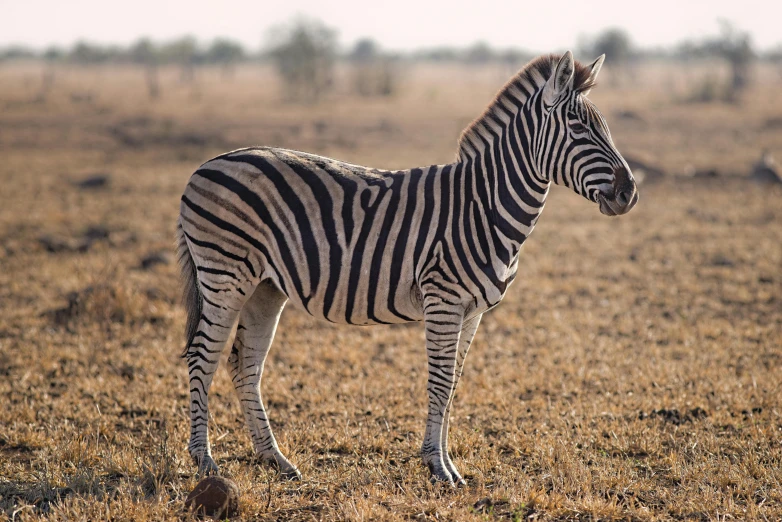 a zebra standing on top of a dry grass field, photograph taken in 2 0 2 0, fan favorite, australian, conde nast traveler photo