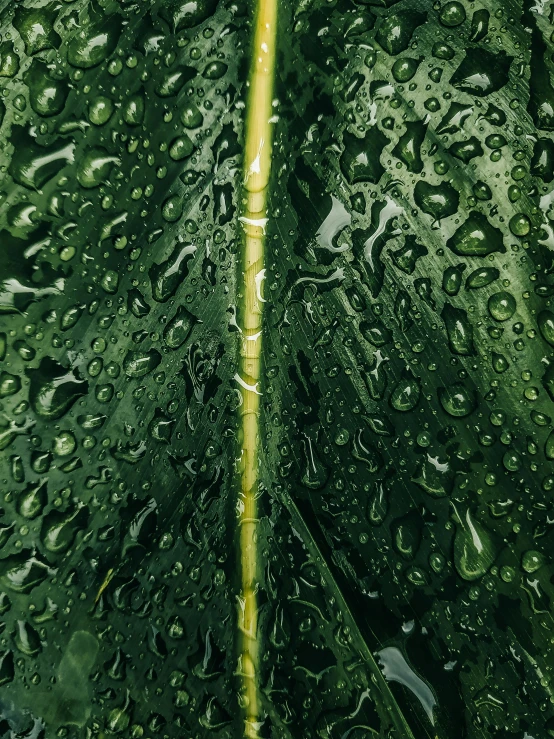 a close up of a leaf with water droplets on it, by Jan Rustem, of bamboo, promo image, multiple stories, monstera deliciosa