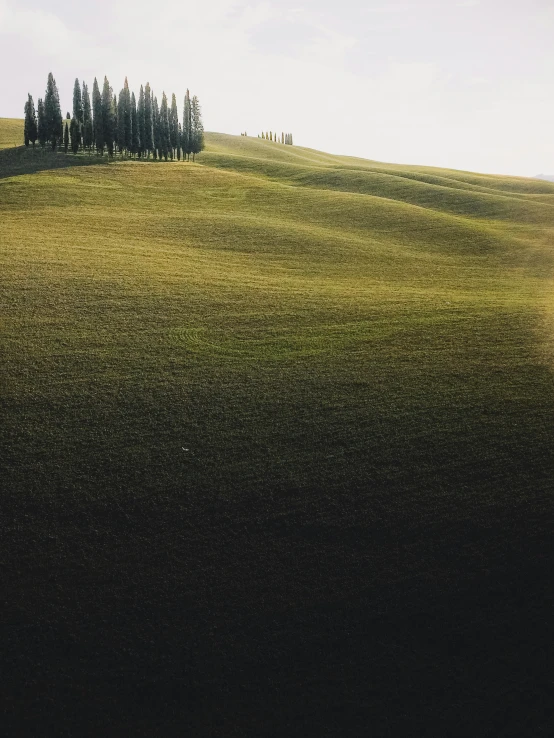 a group of trees sitting on top of a lush green hillside, inspired by Elsa Bleda, pexels contest winner, renaissance, on the vast wheat fields, cypresses, trees cast shadows on the wall, morning light showing injuries