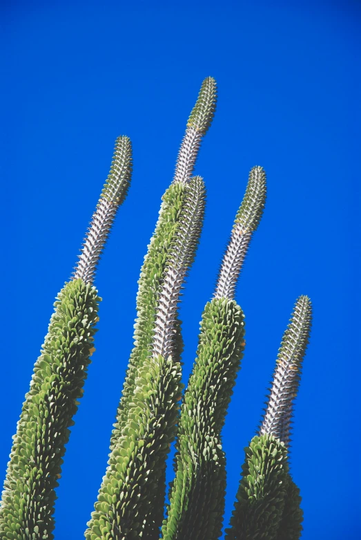 a group of cactus plants against a blue sky, inspired by Édouard Detaille, surrealism, tall arches, frans lanting, close - up photograph, tall