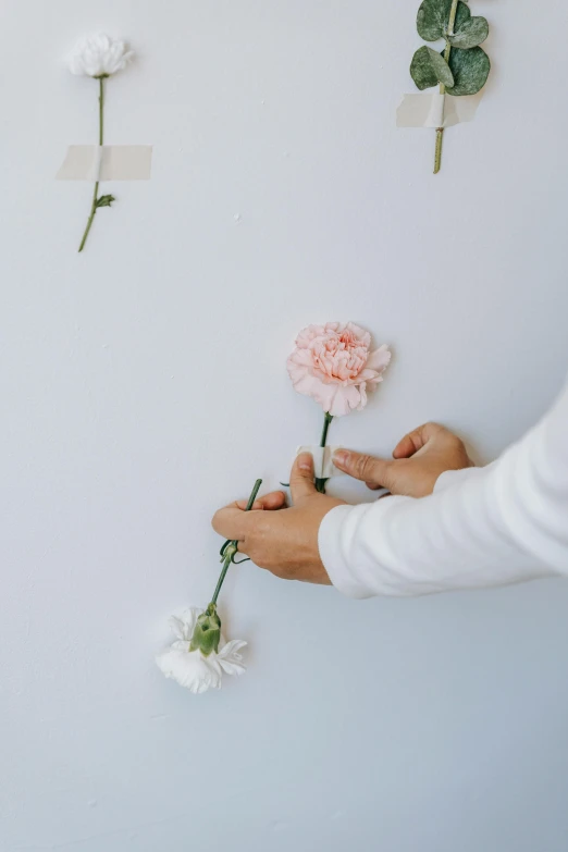 a person placing flowers on a wall, white backdrop, stick and poke, carnation, mid shot