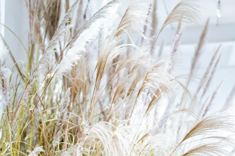 a vase filled with lots of flowers next to a window, trending on pexels, romanticism, stylized grass texture, white feathers, winter photograph, reed on riverbank