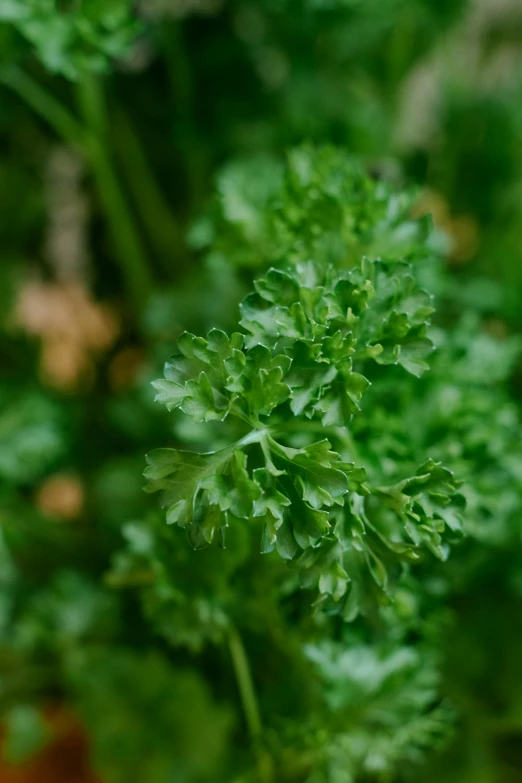 a close up of a bunch of green plants, hurufiyya, award-winning crisp details”, in a medium full shot, green: 0.5, herb