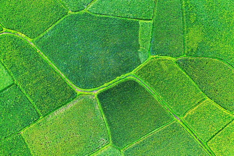 an aerial view of a lush green field, a digital rendering, by Carey Morris, pexels, color field, vietnam, patchwork, square lines, hexagonal shaped