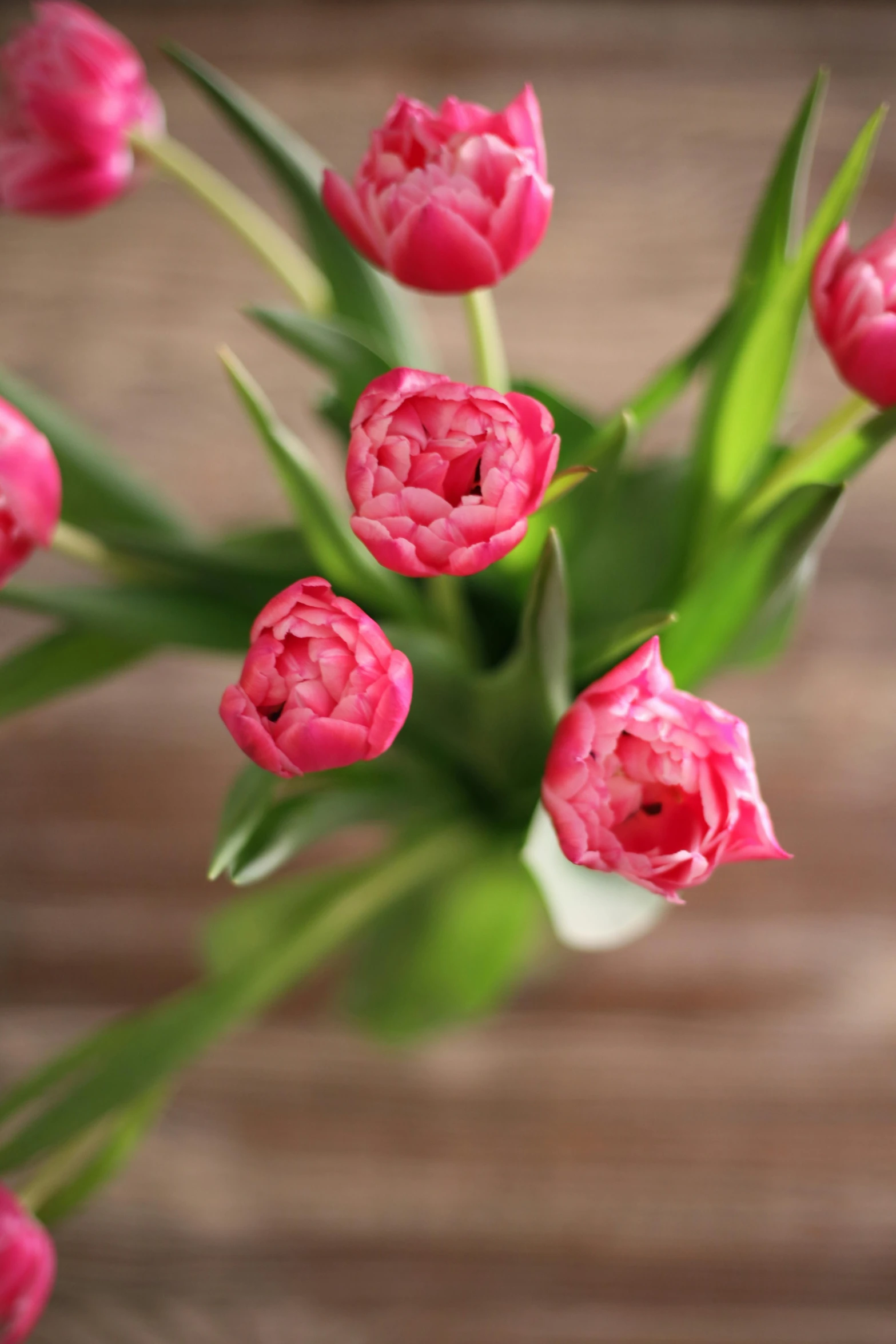 a vase filled with pink flowers on top of a wooden table, tulip, close up photograph, uncrop, stems